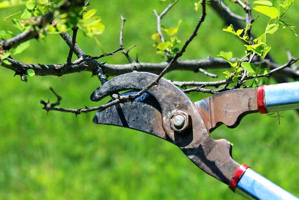 Consigli per la potatura di siepi, arbusti e alberi