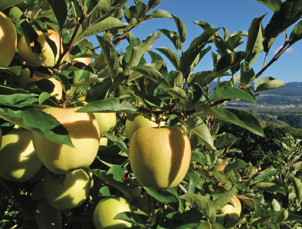 Potatura delle piante da frutto