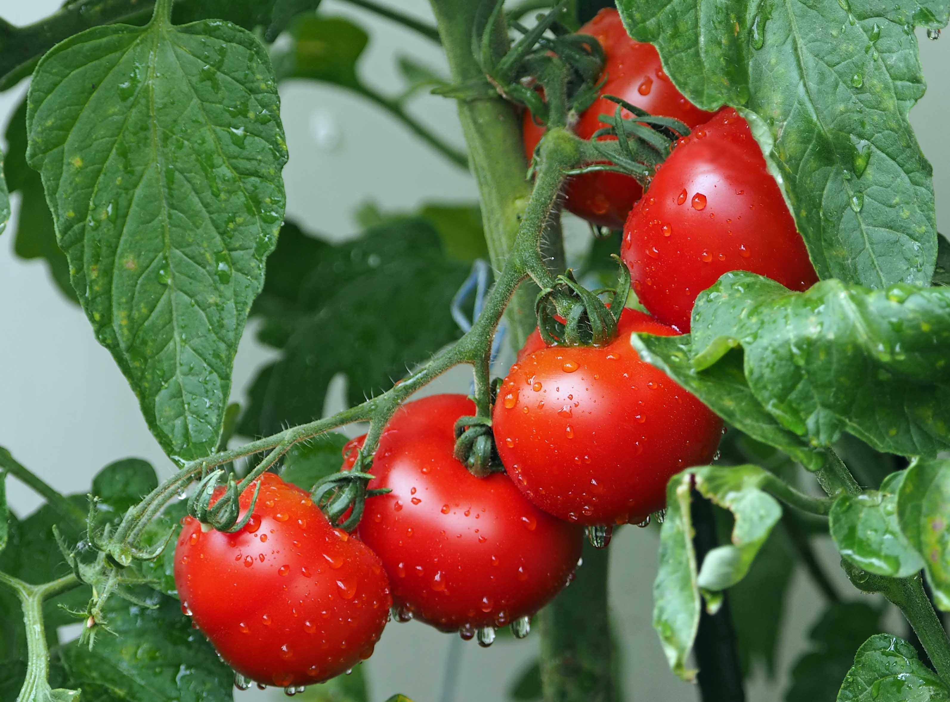 Ortaggi la preparazione dell'orto - Solaria Giardini