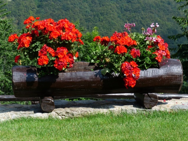 Piante in Vaso- Consigli per la cura estiva - Solaria Giardini