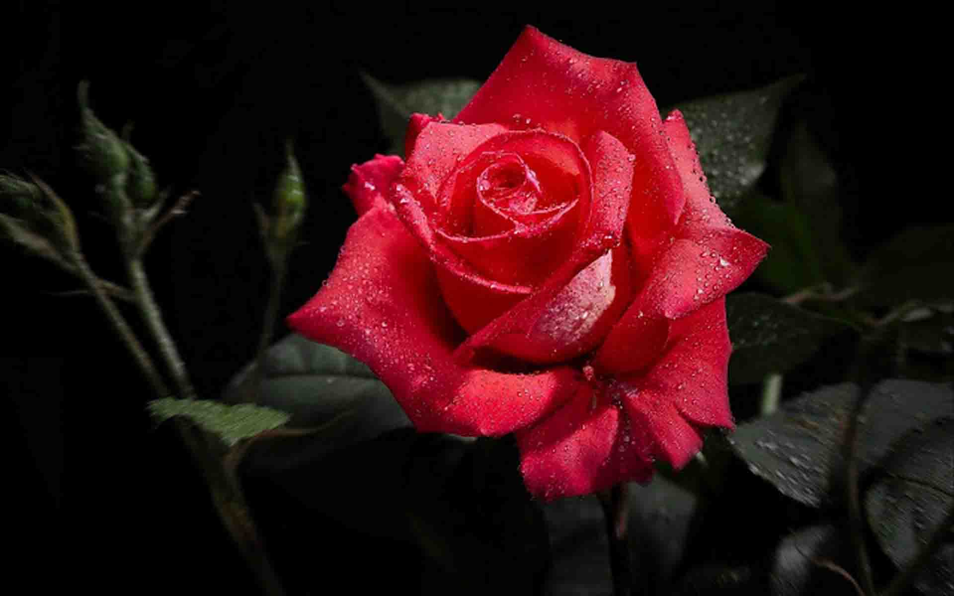Manutenzione Rosai - Consigli per la manutenzione dei rosai in estate - Solaria Giardini