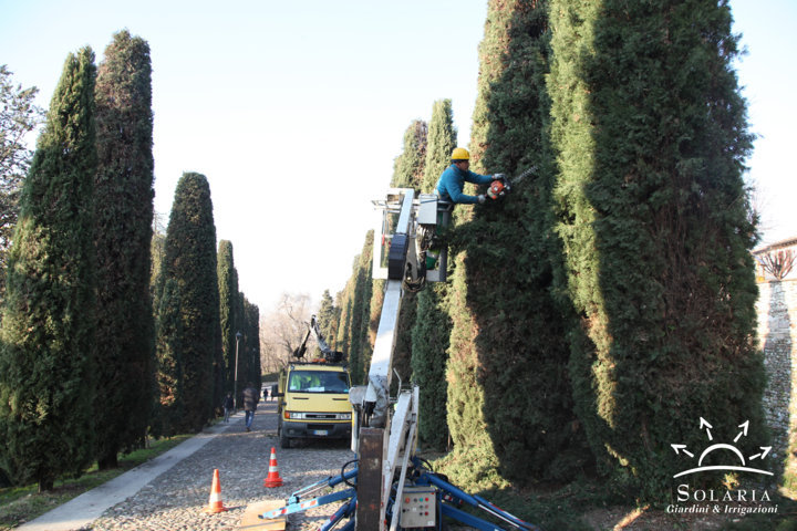 SIEPI, ARBUSTI E ALBERI – Potature in Gennaio e Febbraio - Solaria Giardini